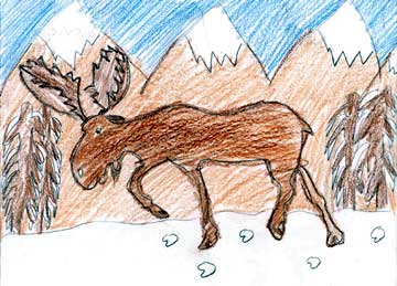 Moose drawing