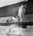Click for Fullsize