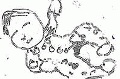Click for Fullsize