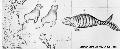 Click for Fullsize