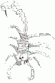 Click for Fullsize