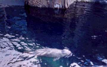 seal at Sea Life Center